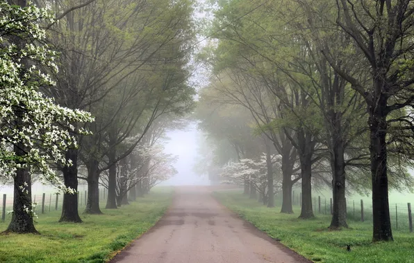 Road, trees, fog