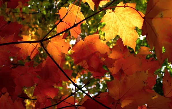 Picture autumn, leaves, light, foliage, branch, the sun, clearance