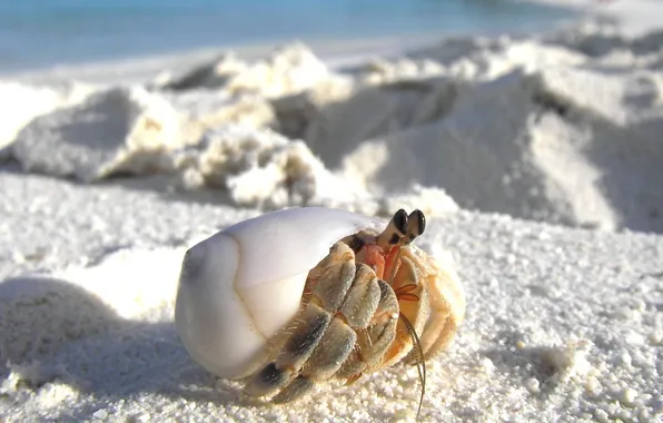 Sand, macro, crab, sink, hiding