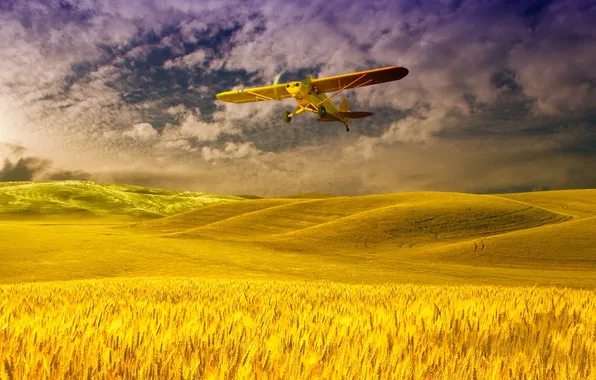 Picture wheat, field, the sky, clouds, the plane