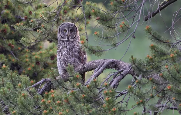 Picture branches, owl, pine, Great grey owl