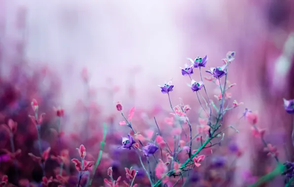 Macro, nature, Flowers, pink, field, lilac, bokeh