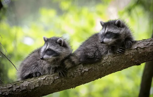 Look, pose, background, tree, branch, pair, raccoon, kids