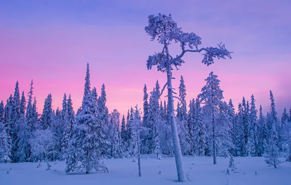 Winter, forest, snow, trees, Finland, polar night