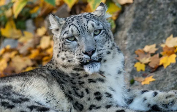 Picture autumn, look, face, leaves, portrait, IRBIS, snow leopard