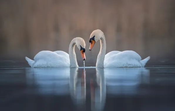 Birds, pair, white, swans, pond, two swans