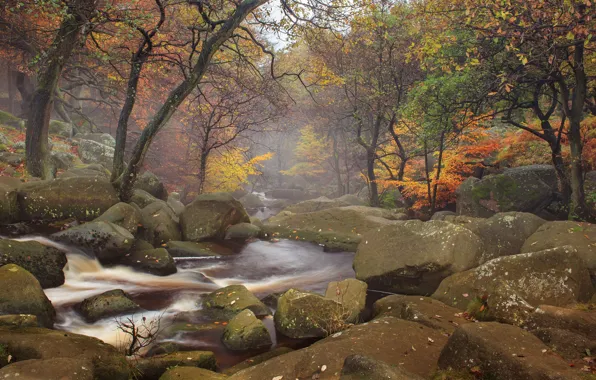 Autumn, forest, trees, fog, river, stream, stones, haze