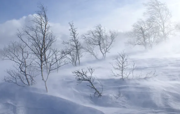 Cold, winter, forest, snow, trees, hill, Blizzard