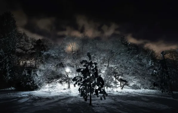 Winter, night, nature