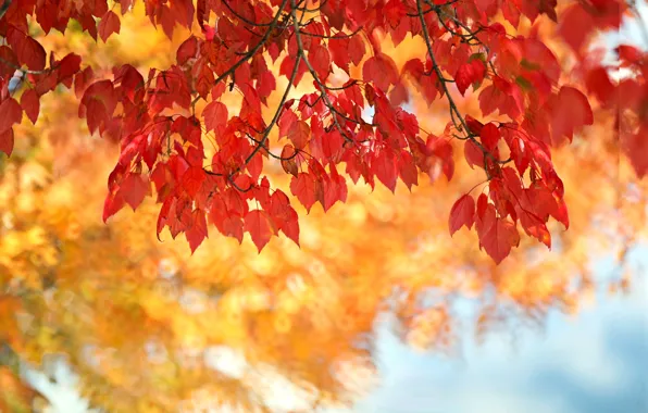 Picture autumn, leaves, the crimson