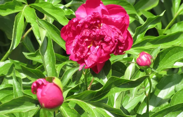 Greens, Peonies, Meduzanol ©, Spring 2018, Burgundy