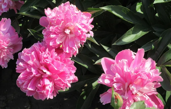 Flowers, Peonies, Meduzanol ©, Spring 2018