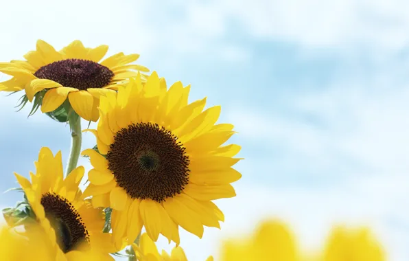 Summer, sunflowers, flowers, yellow, blur