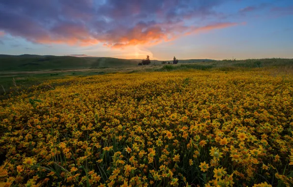 Picture field, summer, the sky, flowers, yellow, hills