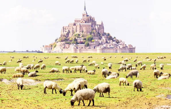 Field, castle, France, sheep, the monastery, Normandy, Mont-Saint-Michel