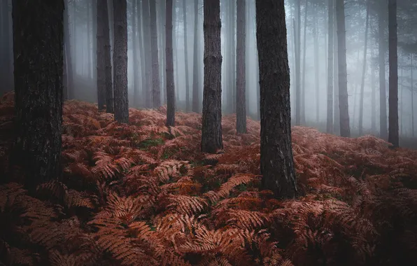 Autumn, forest, leaves, trees, nature, fog, thickets, trunks