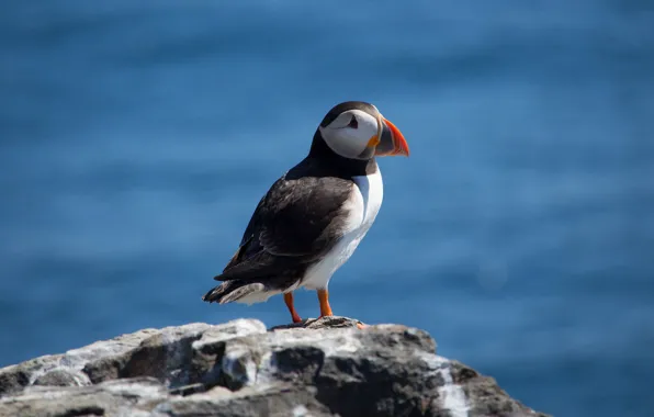 Sea, look, light, pose, rock, blue, bird, shore