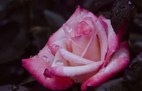 Picture leaves, drops, macro, flowers, roses, pink, buds
