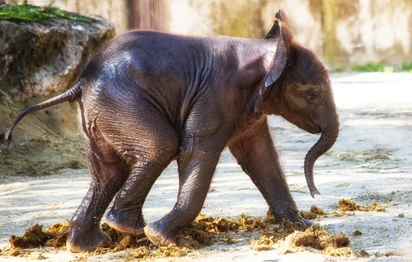 Nature, elephant, walk, elephant
