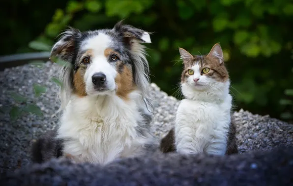 Cat, dog, a couple, friends, Australian shepherd, portrait