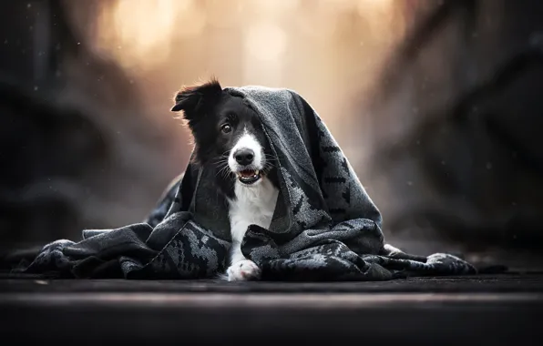Background, each, dog