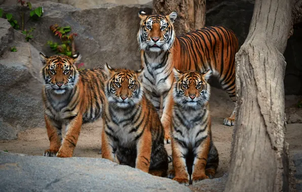 Picture look, tiger, stones, family, log, company, tigers, tigress