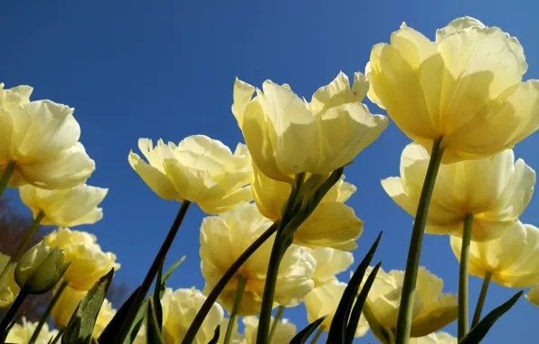 The sky, yellow, petals, tulips