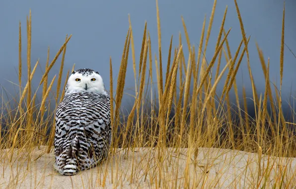 Picture sand, grass, look, owl, spikelets, polar