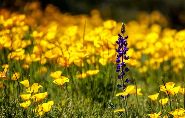Purple, flowers, glade, yellow, field, snapdragons