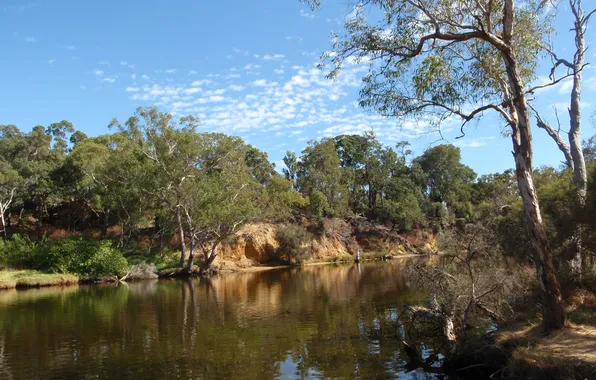 Forest, summer, trees, river