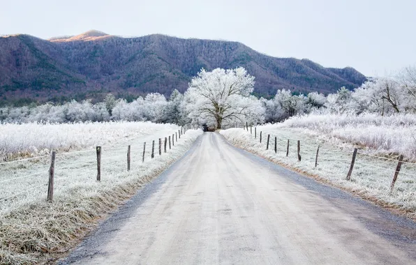 Frost, road, landscape, the fence