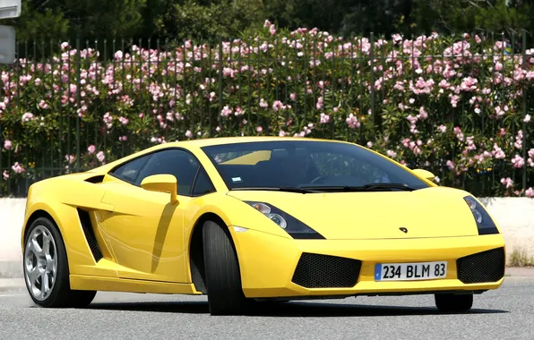 Flowers, the fence, the bushes, yellow, yellow, lamborghini gallardo, Lamborghini, Gallardo