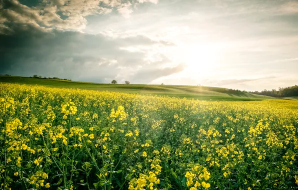 Field, the sky, clouds, trees, flowers, hills, rape