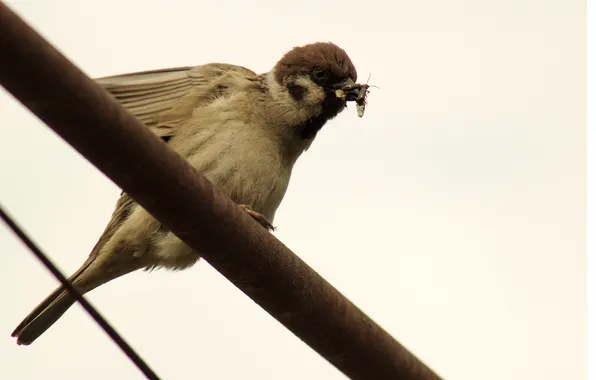 Picture birds, nature, background, wings, beetle, feathers, beak, pipe