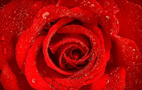 Drops, macro, roses, petals, buds
