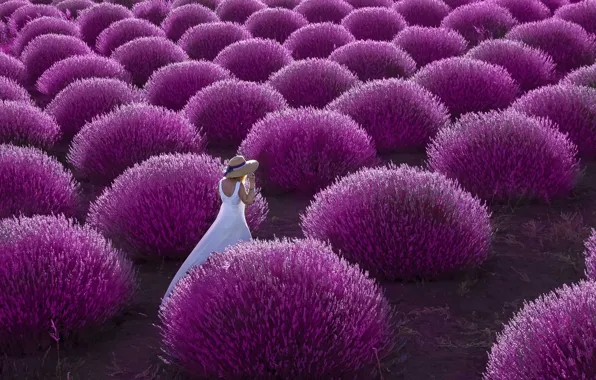 Picture field, girl, woman, walk, the bushes, lavender