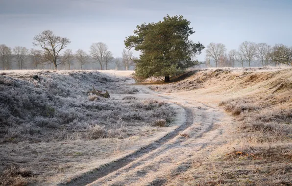 Winter, frost, road