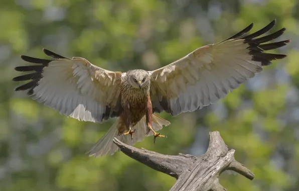 Background, bird, wings, DUELL ©