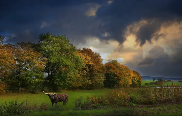 Poland, Lower Silesia, Nieszkowice, indian summer