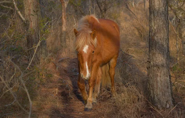 Forest, look, face, light, trees, branches, horse, horse