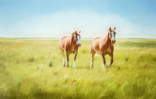 Picture field, horse, horse, art, pair, painting, photoart, two knights