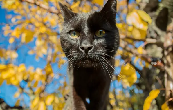 Picture eyes, cat, mustache, background, pug