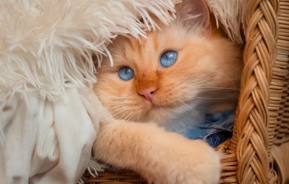 Cat, cat, look, pose, fluffy, red, fur, blue eyes