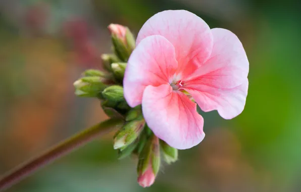 Macro, nature, petals, stem, geranium