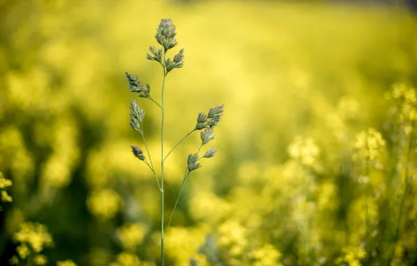 Picture grass, macro, plant