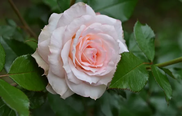Leaves, macro, tenderness, roses