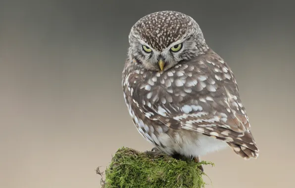 Picture look, owl, bird, moss, post