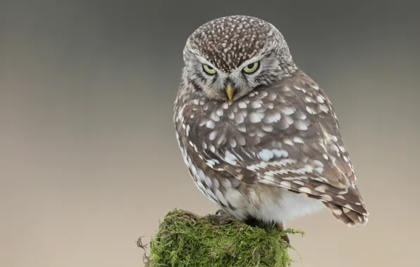 Look, owl, bird, moss, post