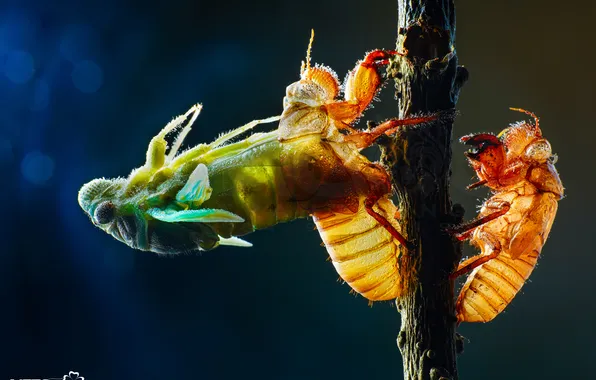 Picture Tran The Ngoc, cicada larva, ricania japonica
