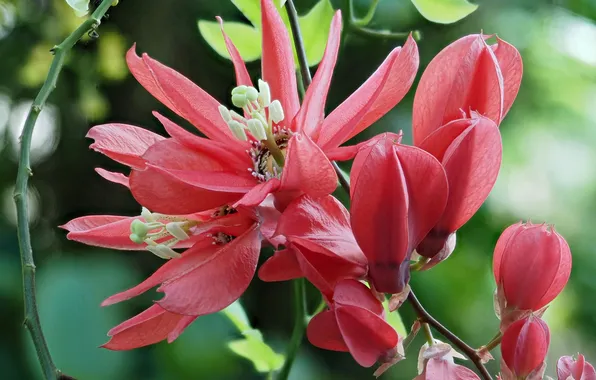 Flowers, tropics, pink flowers